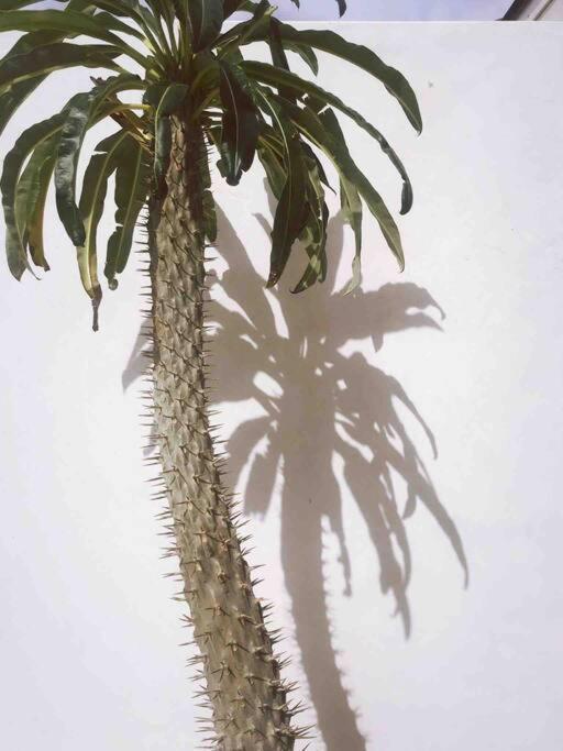 Willa Le Chacuel Joshua Tree Zewnętrze zdjęcie